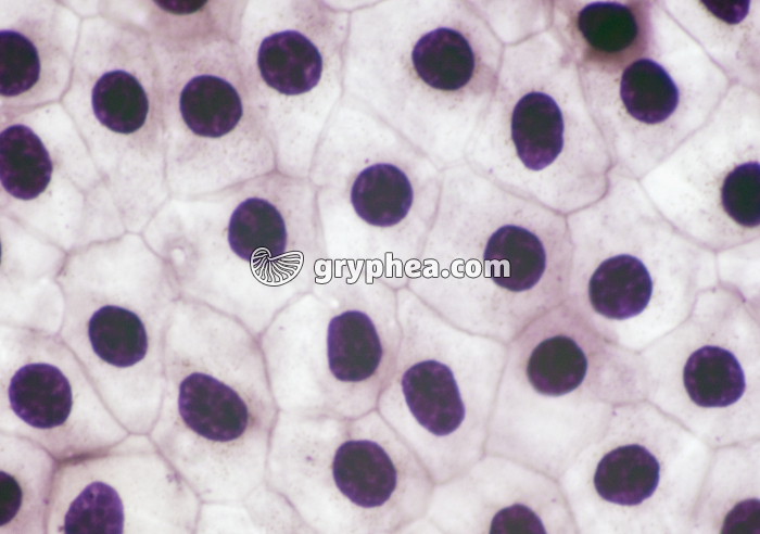 Mue de Triton à plat x100 - gryphea.com